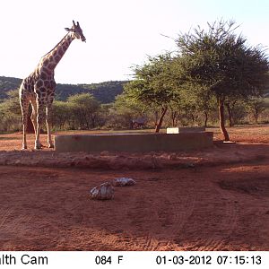 Trail Camera Namibia