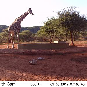 Trail Camera Namibia