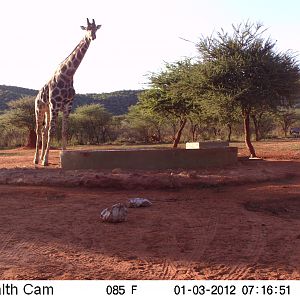 Trail Camera Namibia