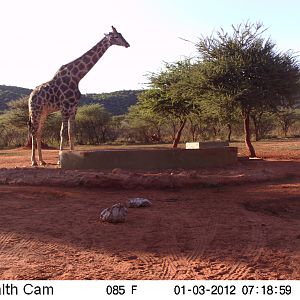 Trail Camera Namibia