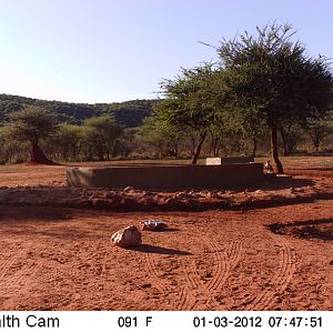 Trail Camera Namibia