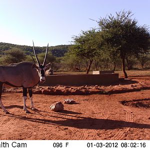 Trail Camera Namibia