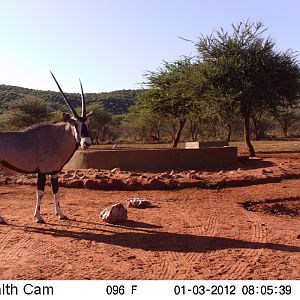 Trail Camera Namibia