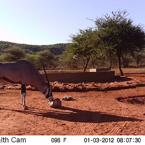 Trail Camera Namibia