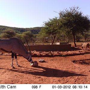 Trail Camera Namibia