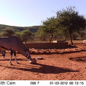 Trail Camera Namibia