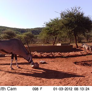 Trail Camera Namibia