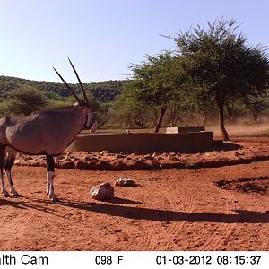 Trail Camera Namibia