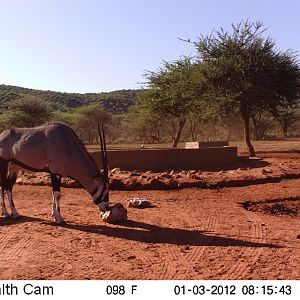 Trail Camera Namibia