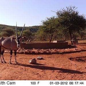 Trail Camera Namibia