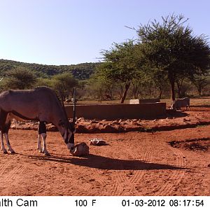 Trail Camera Namibia