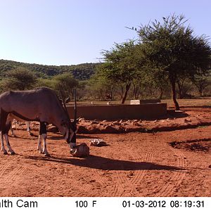 Trail Camera Namibia