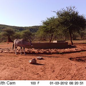 Trail Camera Namibia