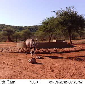 Trail Camera Namibia