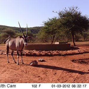 Trail Camera Namibia