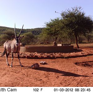 Trail Camera Namibia