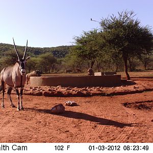 Trail Camera Namibia