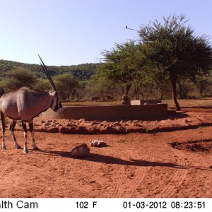 Trail Camera Namibia