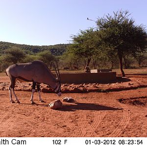 Trail Camera Namibia