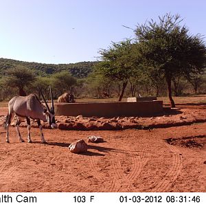 Trail Camera Namibia