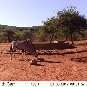 Trail Camera Namibia