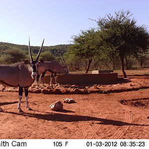 Trail Camera Namibia