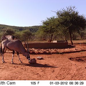 Trail Camera Namibia