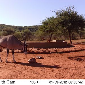 Trail Camera Namibia