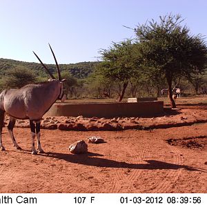 Trail Camera Namibia