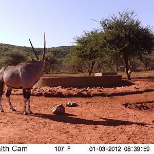 Trail Camera Namibia