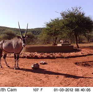 Trail Camera Namibia