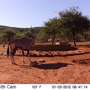 Trail Camera Namibia