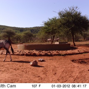 Trail Camera Namibia