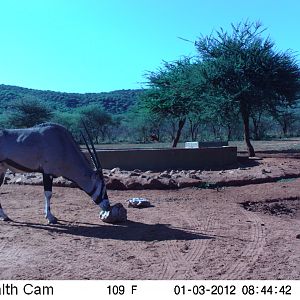 Trail Camera Namibia