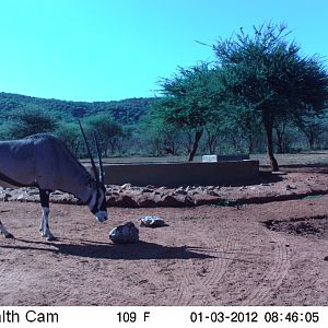 Trail Camera Namibia