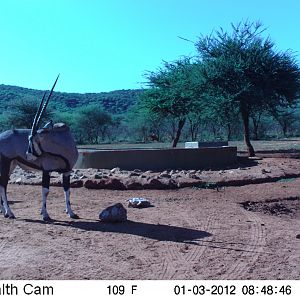 Trail Camera Namibia