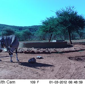 Trail Camera Namibia