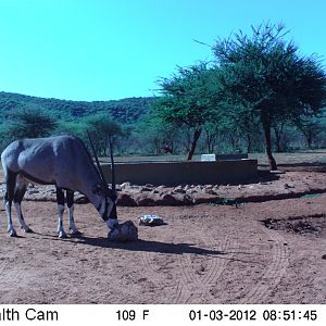 Trail Camera Namibia