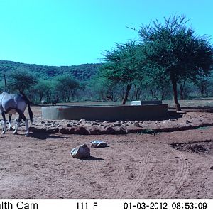 Trail Camera Namibia