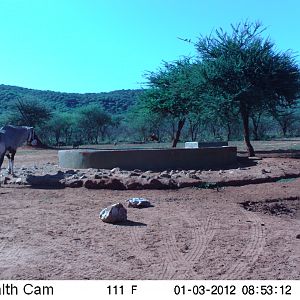 Trail Camera Namibia