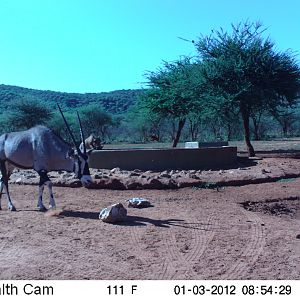 Trail Camera Namibia