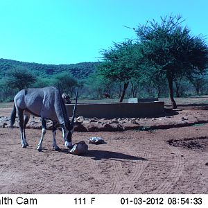 Trail Camera Namibia