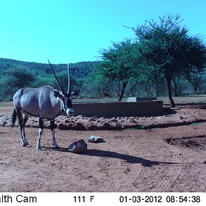 Trail Camera Namibia