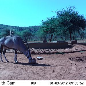 Trail Camera Namibia