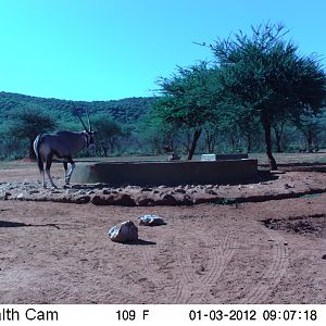 Trail Camera Namibia