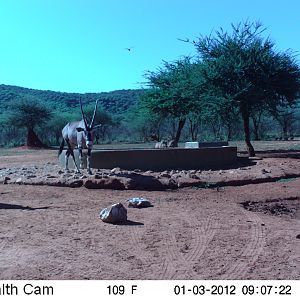 Trail Camera Namibia