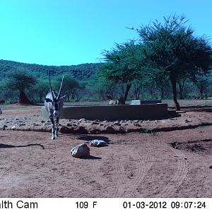 Trail Camera Namibia