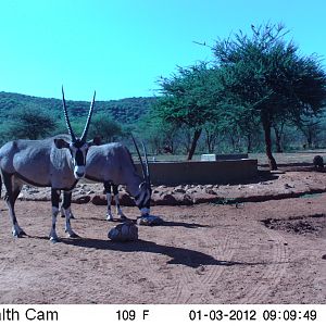 Trail Camera Namibia