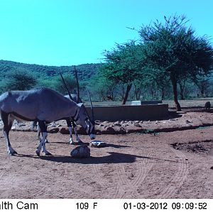 Trail Camera Namibia