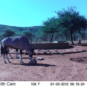 Trail Camera Namibia